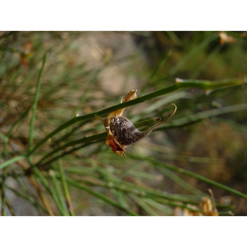 genista insularis bacch., brullo et feoli chiapella