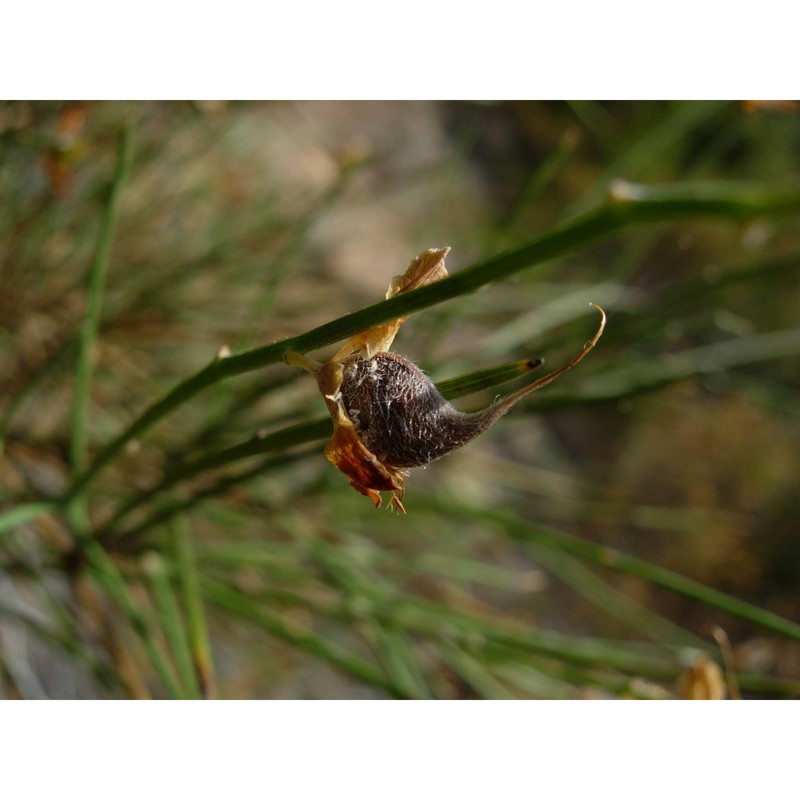 genista insularis bacch., brullo et feoli chiapella