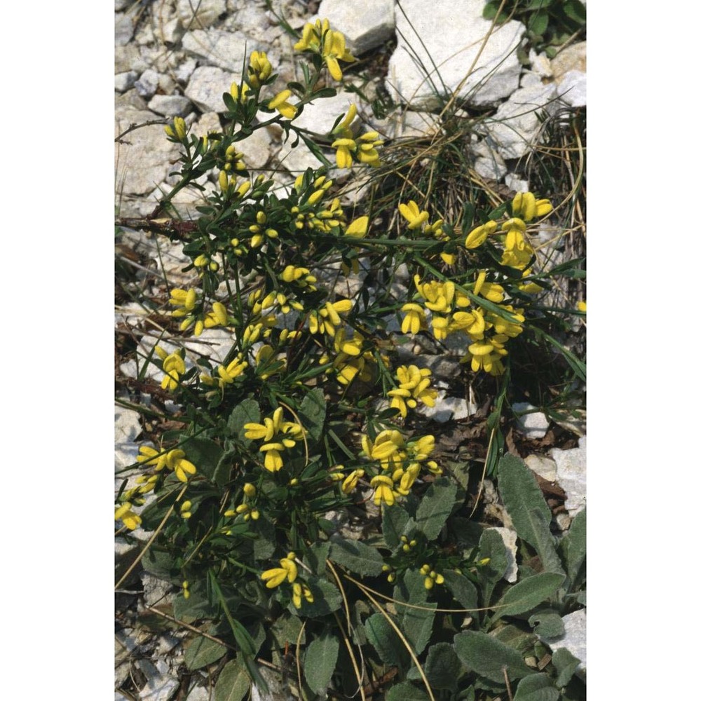 genista januensis viv.