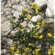 genista januensis viv.