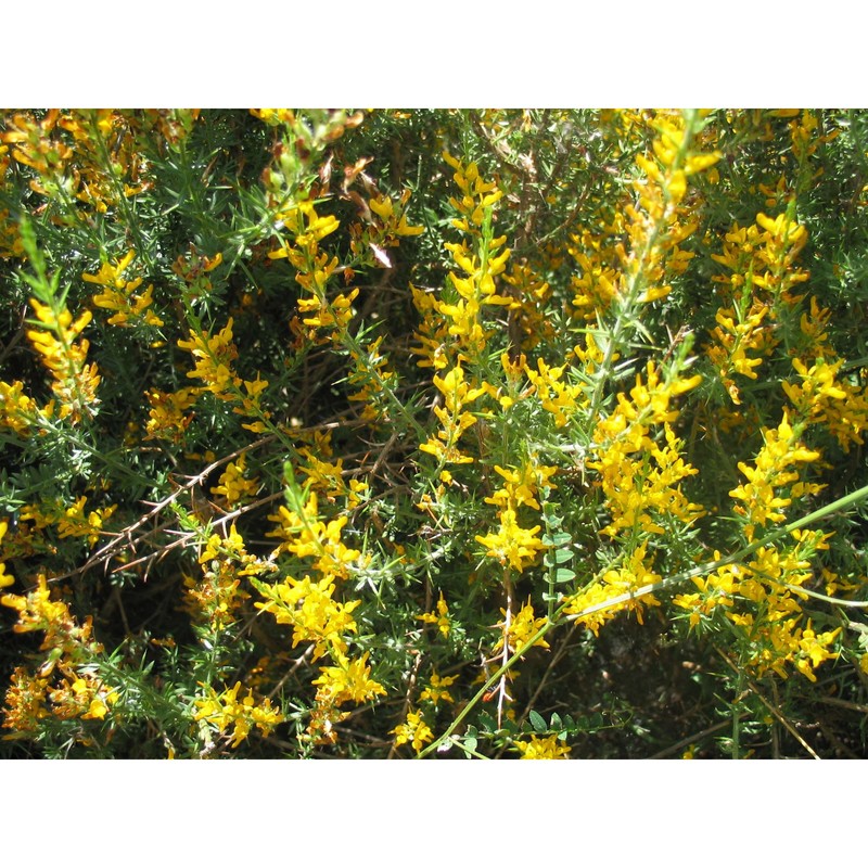 genista madoniensis raimondo