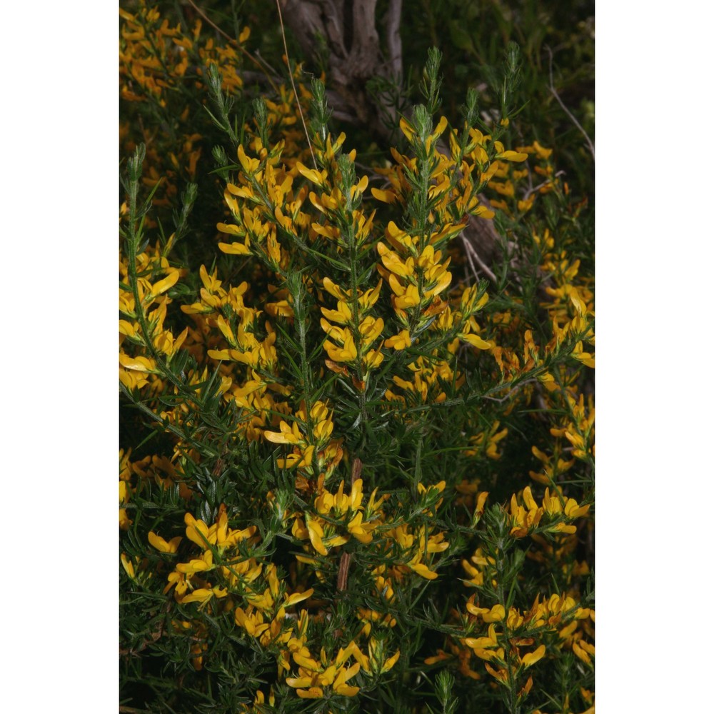 genista madoniensis raimondo