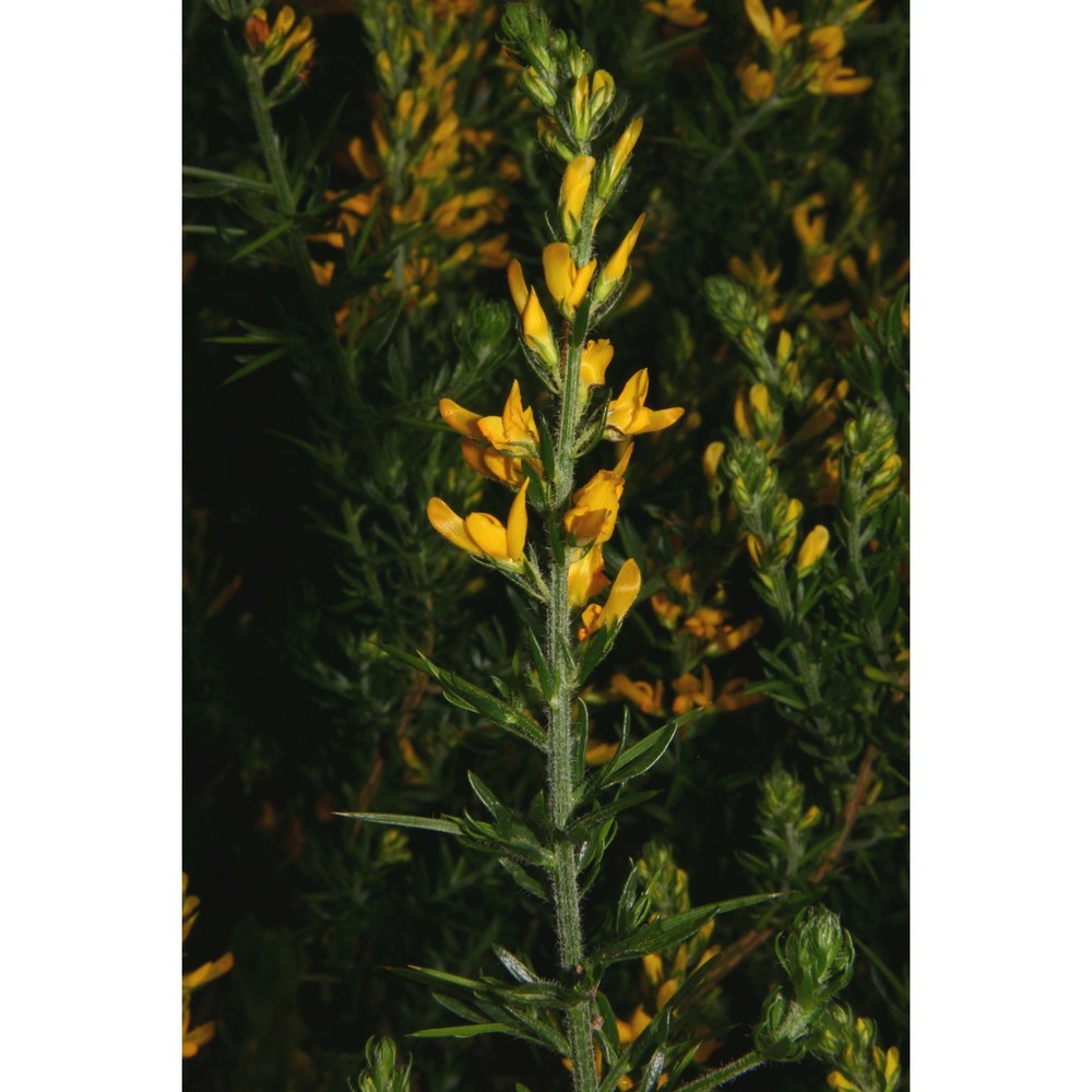 genista madoniensis raimondo