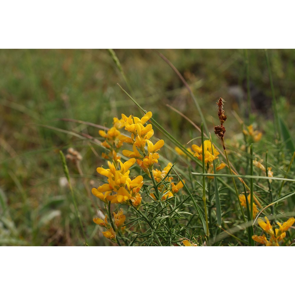 genista michelii spach