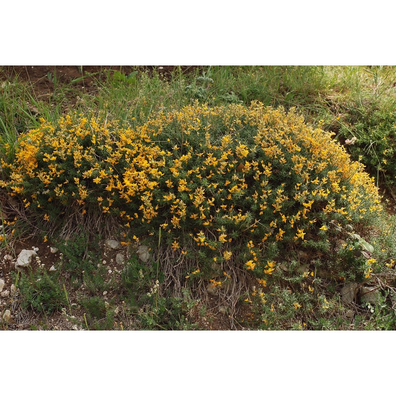 genista michelii spach