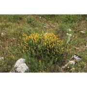 genista michelii spach