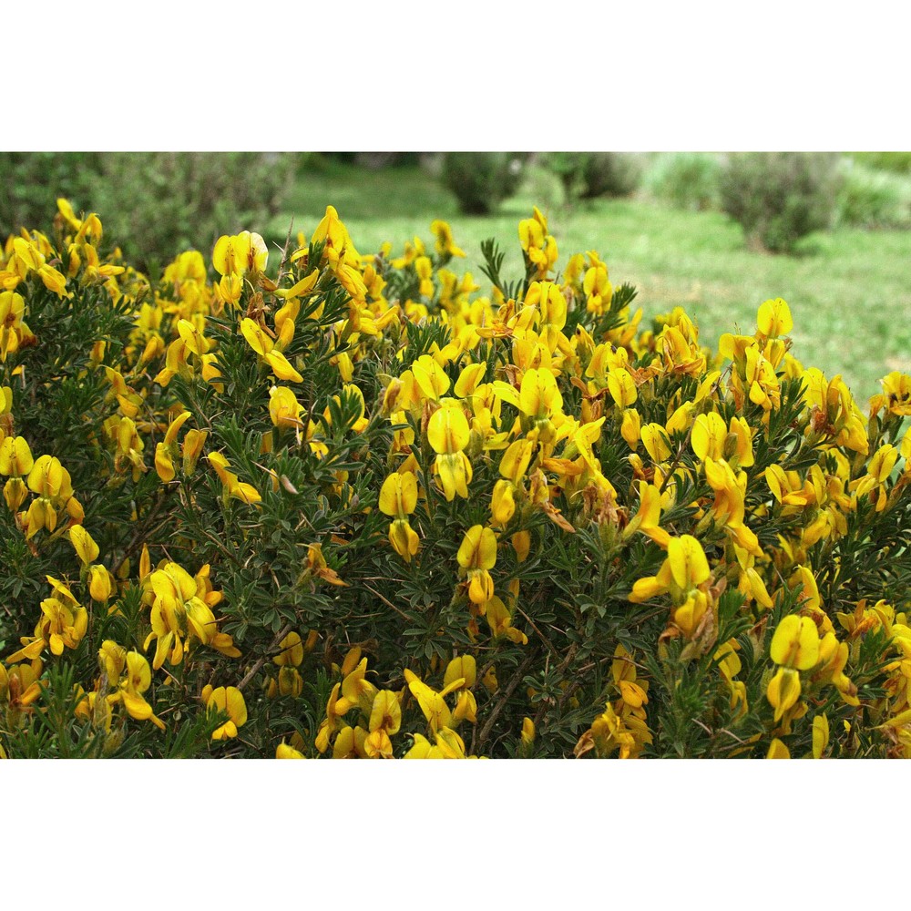 genista morisii colla