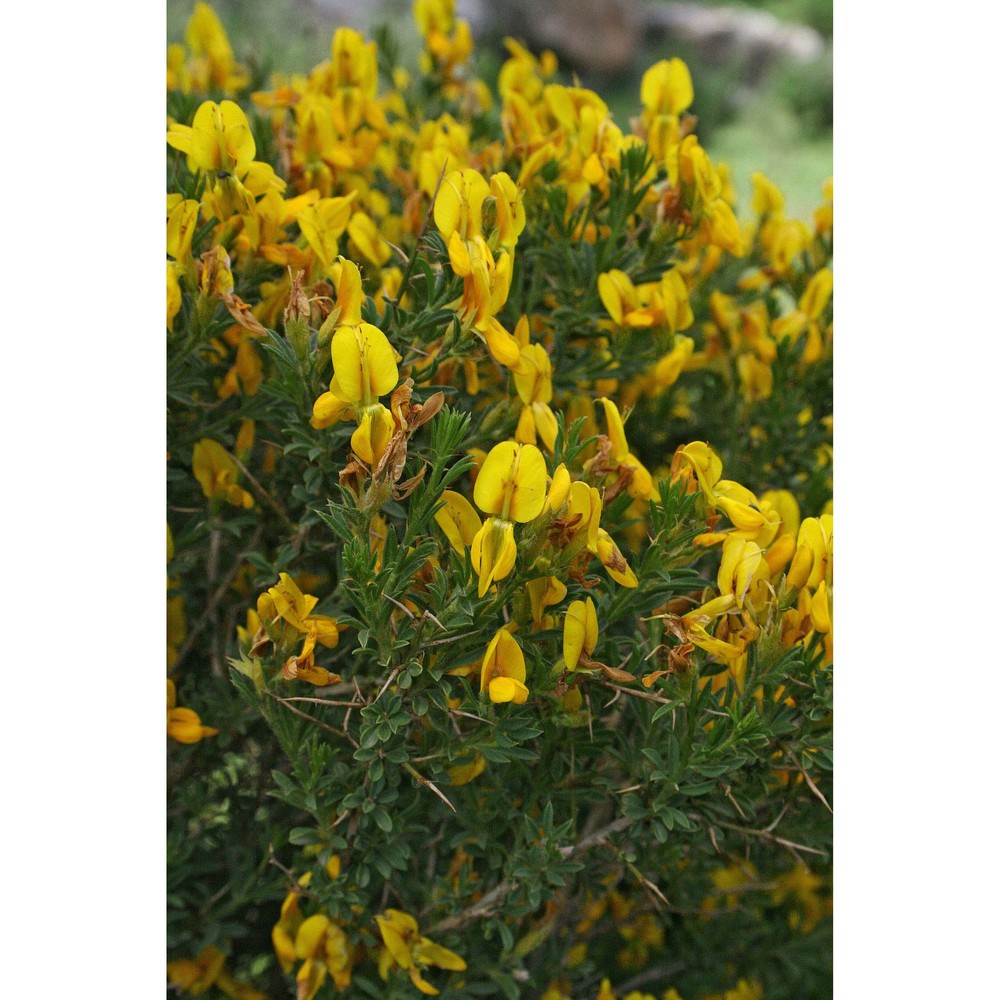 genista morisii colla