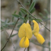 genista pilosa l.