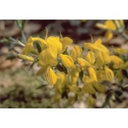 genista pilosa l.