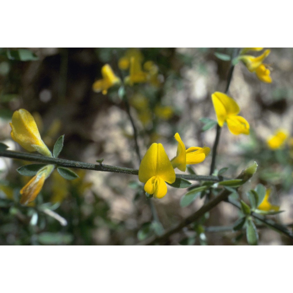 genista pilosa l.