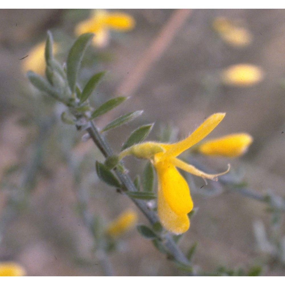 genista pilosa l.