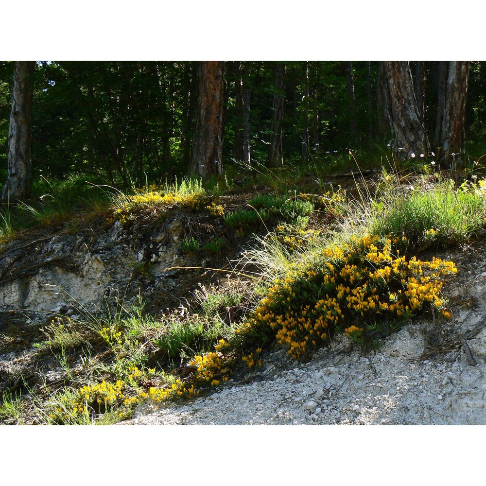 genista pulchella vis. subsp. aquilana f. conti et manzi