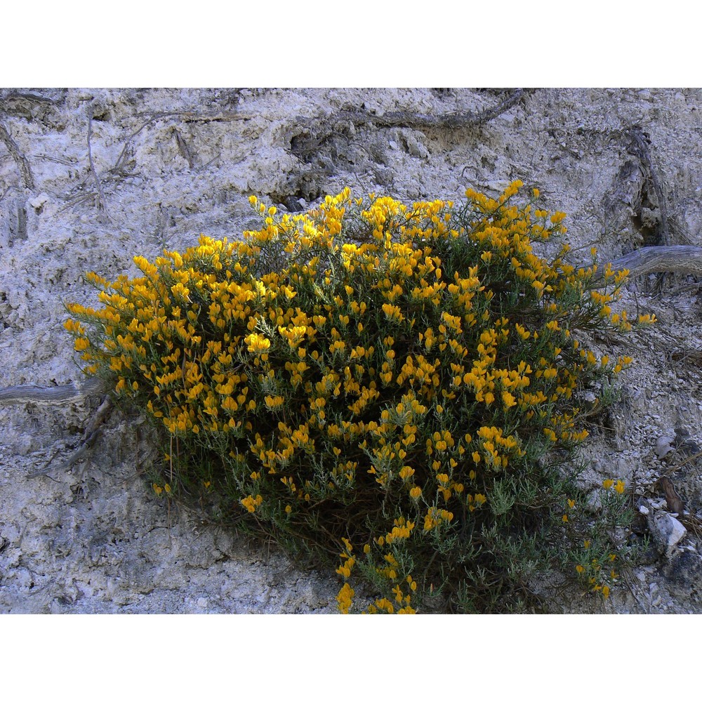 genista pulchella vis. subsp. aquilana f. conti et manzi