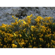 genista pulchella vis. subsp. aquilana f. conti et manzi