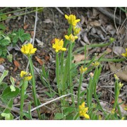 genista sagittalis l. subsp. sagittalis