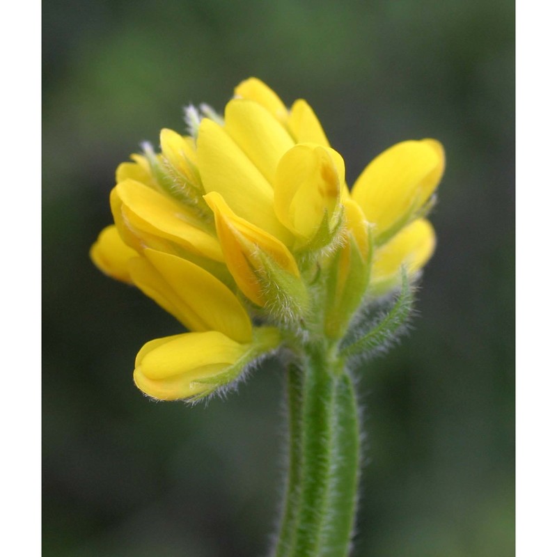 genista sagittalis l. subsp. sagittalis