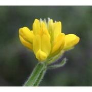 genista sagittalis l. subsp. sagittalis