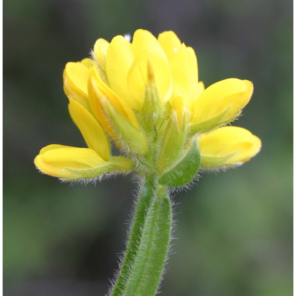 genista sagittalis l. subsp. sagittalis