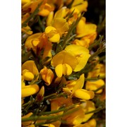 genista salzmannii dc. var. salzmannii