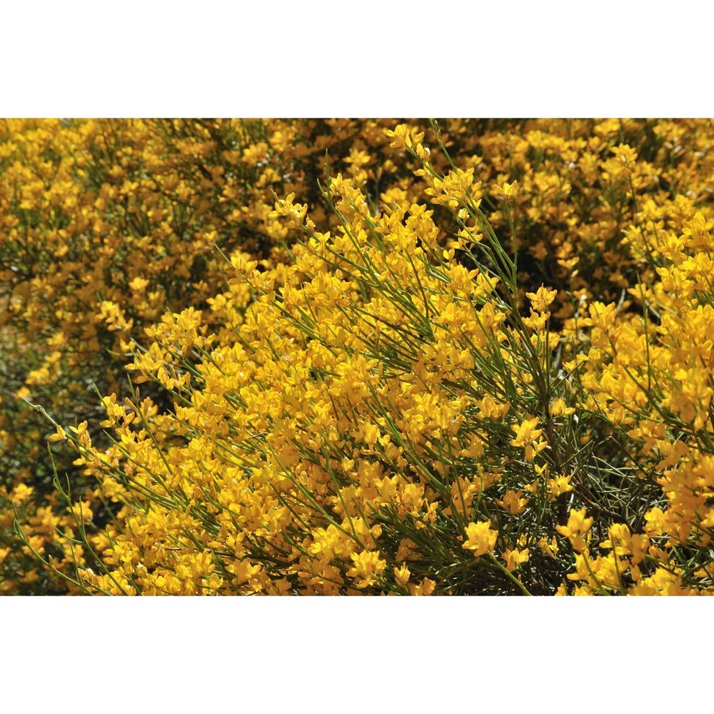 genista sardoa vals.