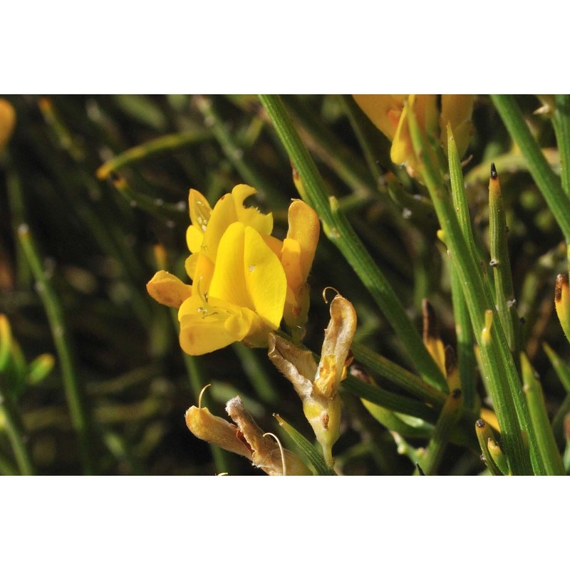 genista sardoa vals.