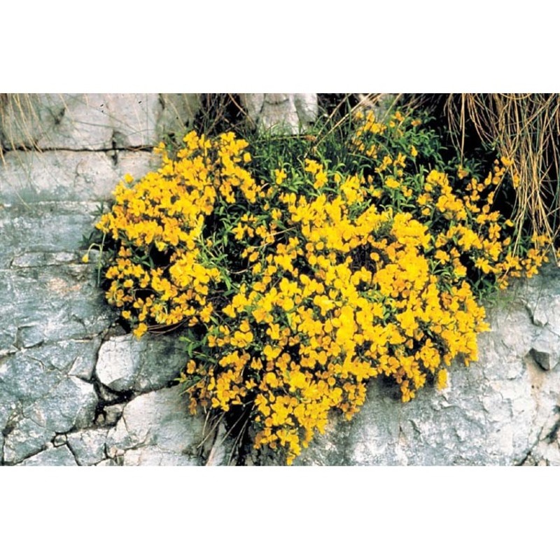 genista sericea wulfen