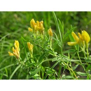 genista sericea wulfen