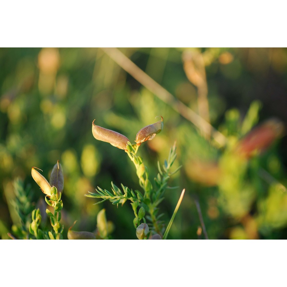 genista silana brullo, gangale et uzunov