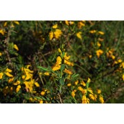 genista silana brullo, gangale et uzunov