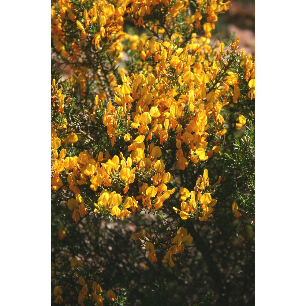 genista sulcitana vals.