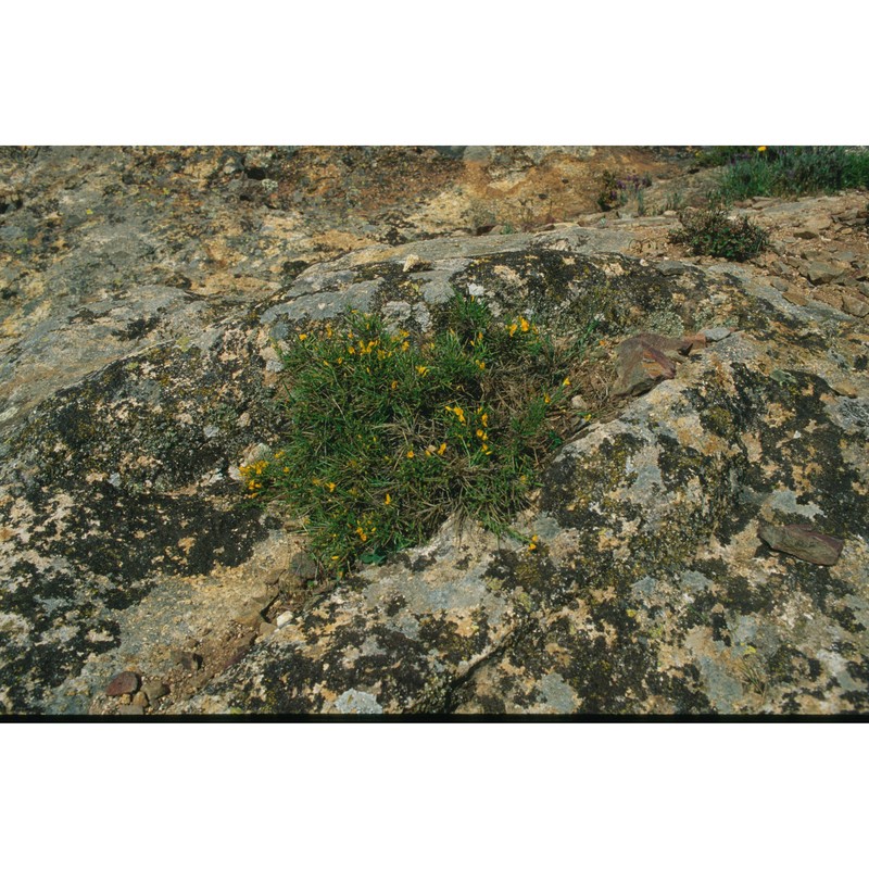 genista sulcitana vals.