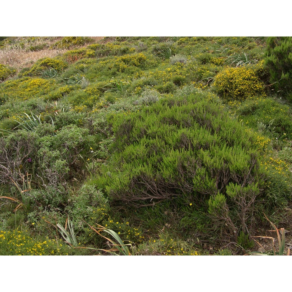 genista sulcitana vals.