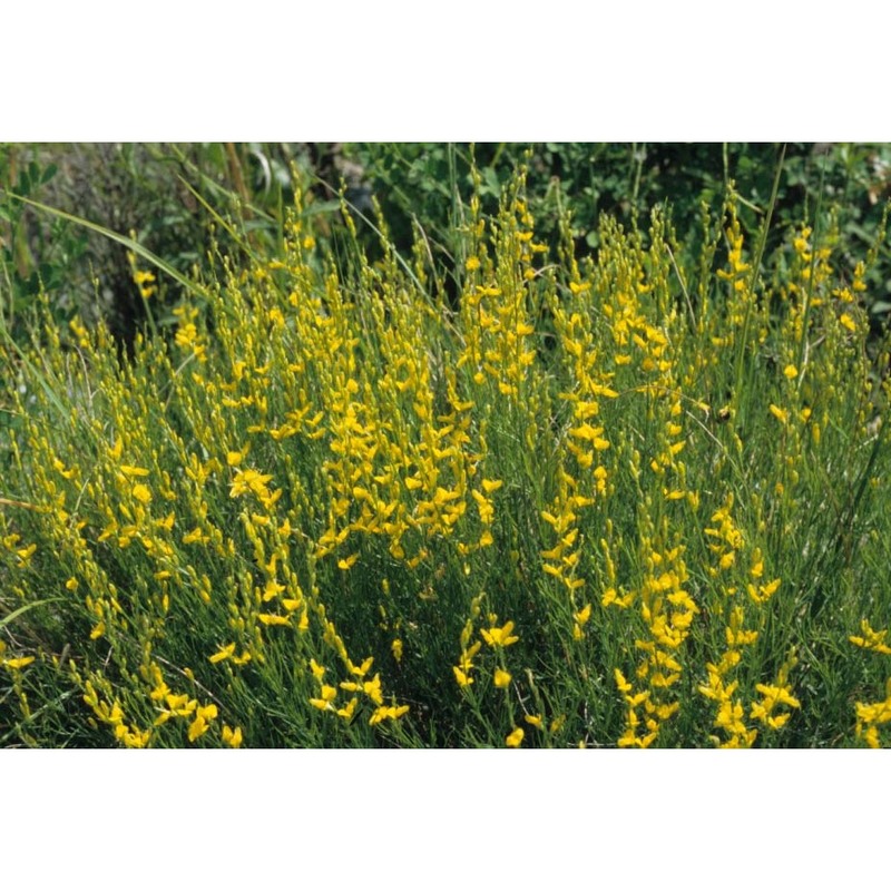 genista sylvestris scop. subsp. sylvestris