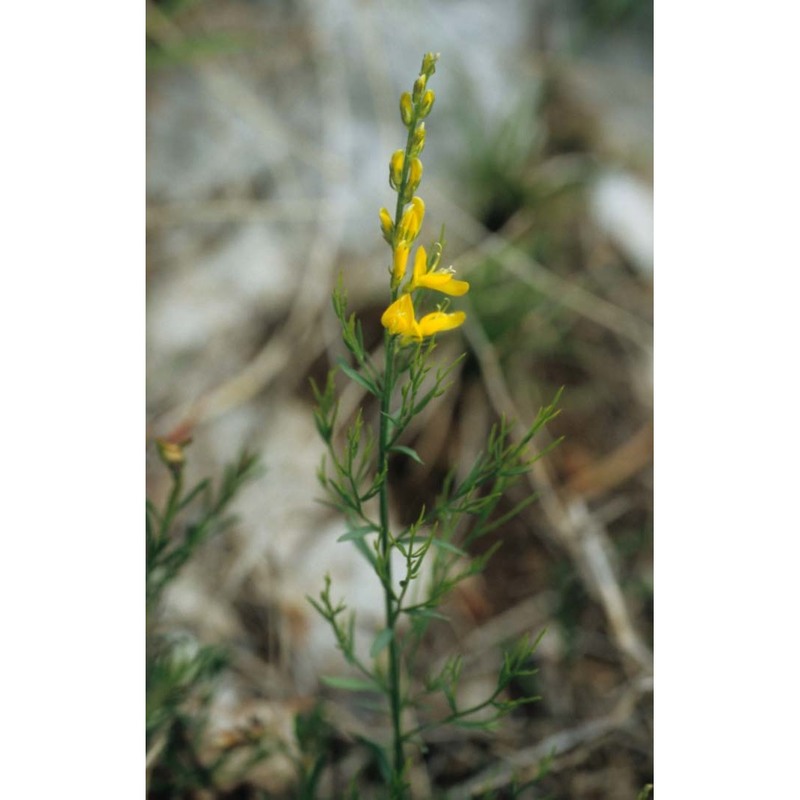 genista sylvestris scop. subsp. sylvestris