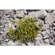 genista sylvestris scop. subsp. sylvestris