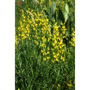 genista sylvestris scop. subsp. sylvestris