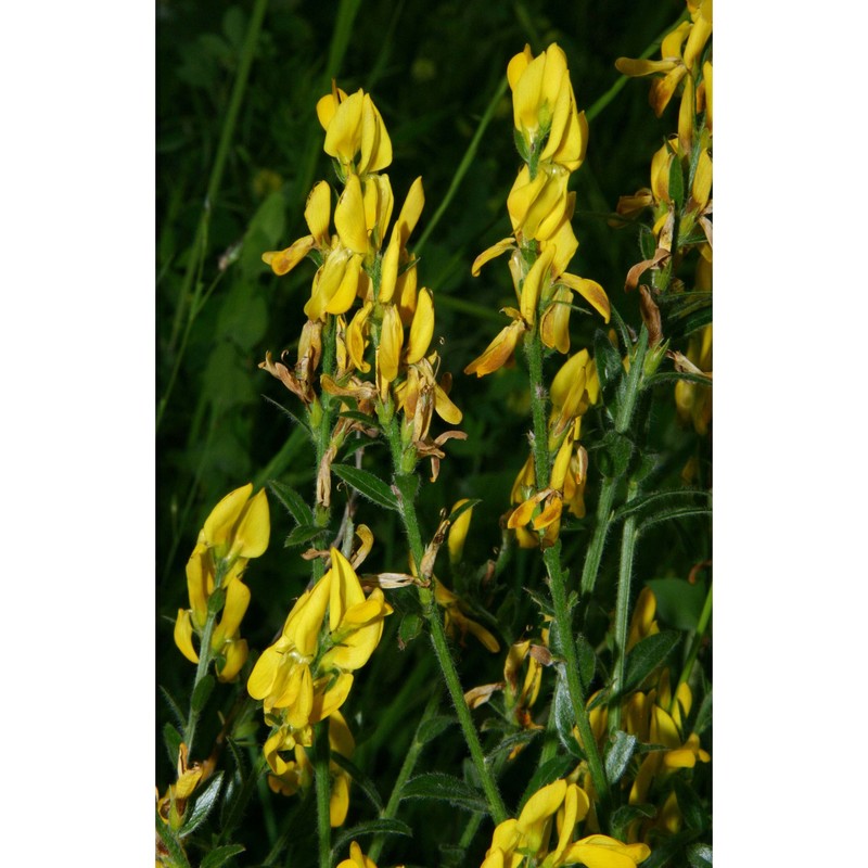 genista tinctoria l.