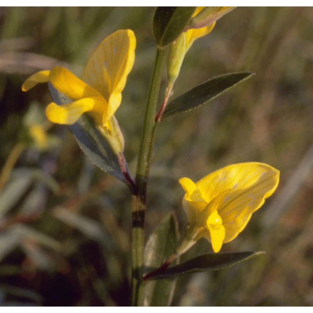 genista tinctoria l.