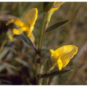 genista tinctoria l.