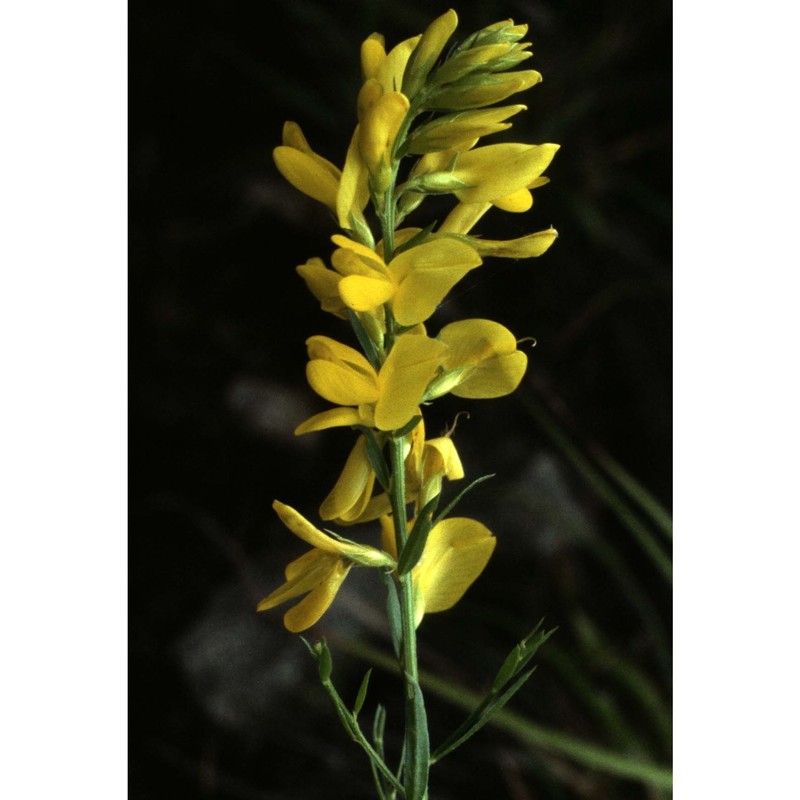 genista tinctoria l.