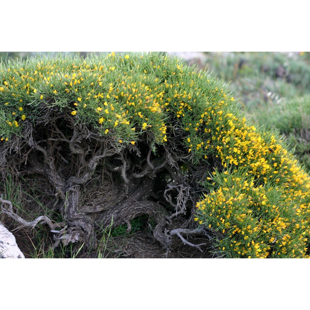 genista toluensis vals.