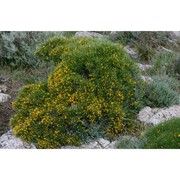 genista toluensis vals.