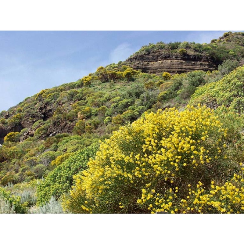 genista tyrrhena vals.