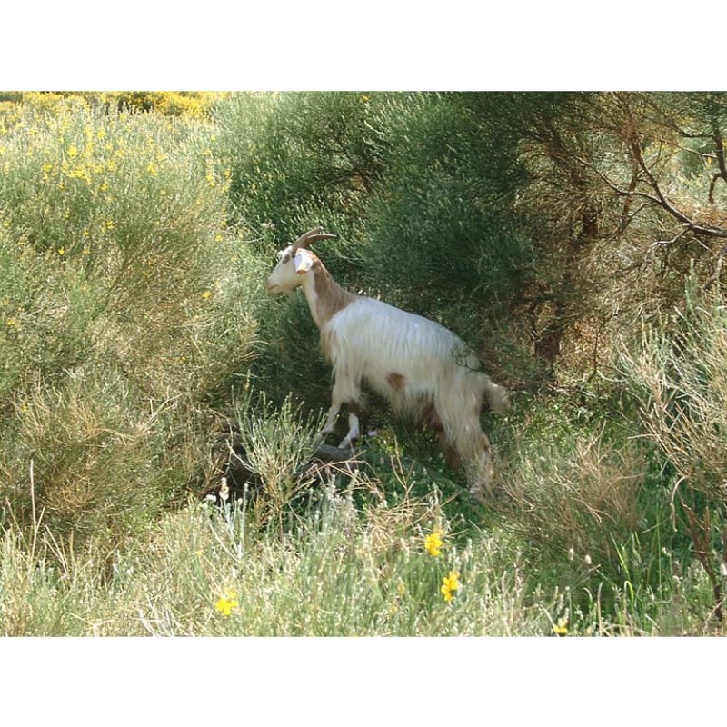 genista tyrrhena vals.