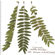 gleditsia triacanthos l.