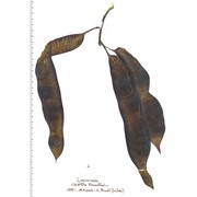 gleditsia triacanthos l.