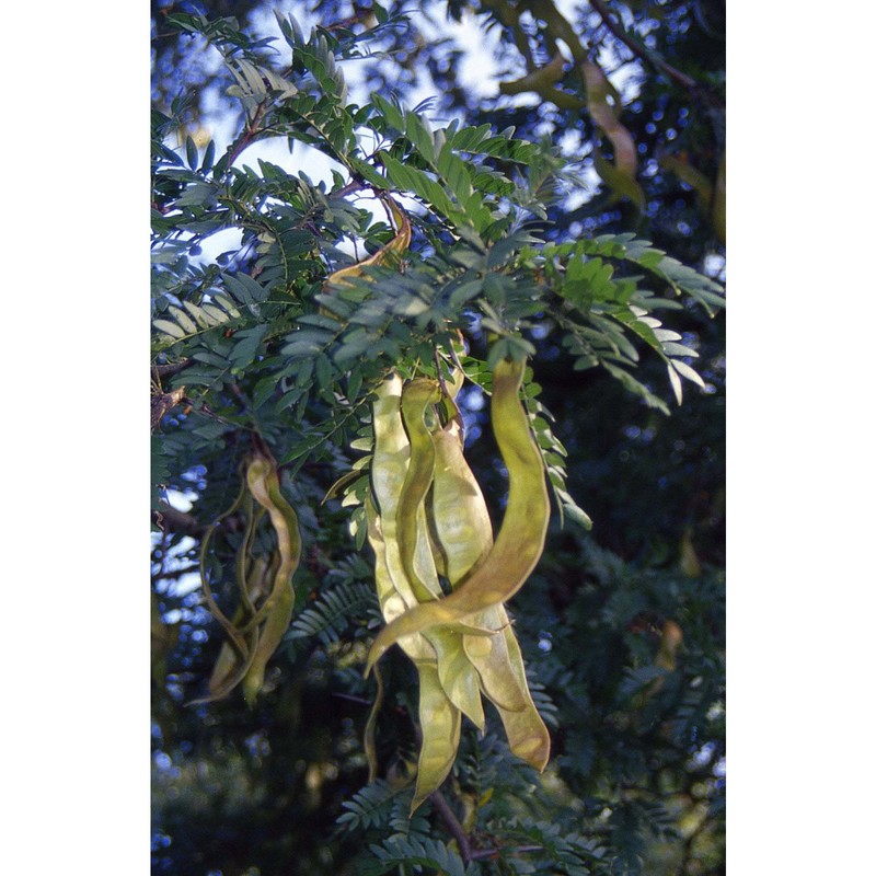 gleditsia triacanthos l.