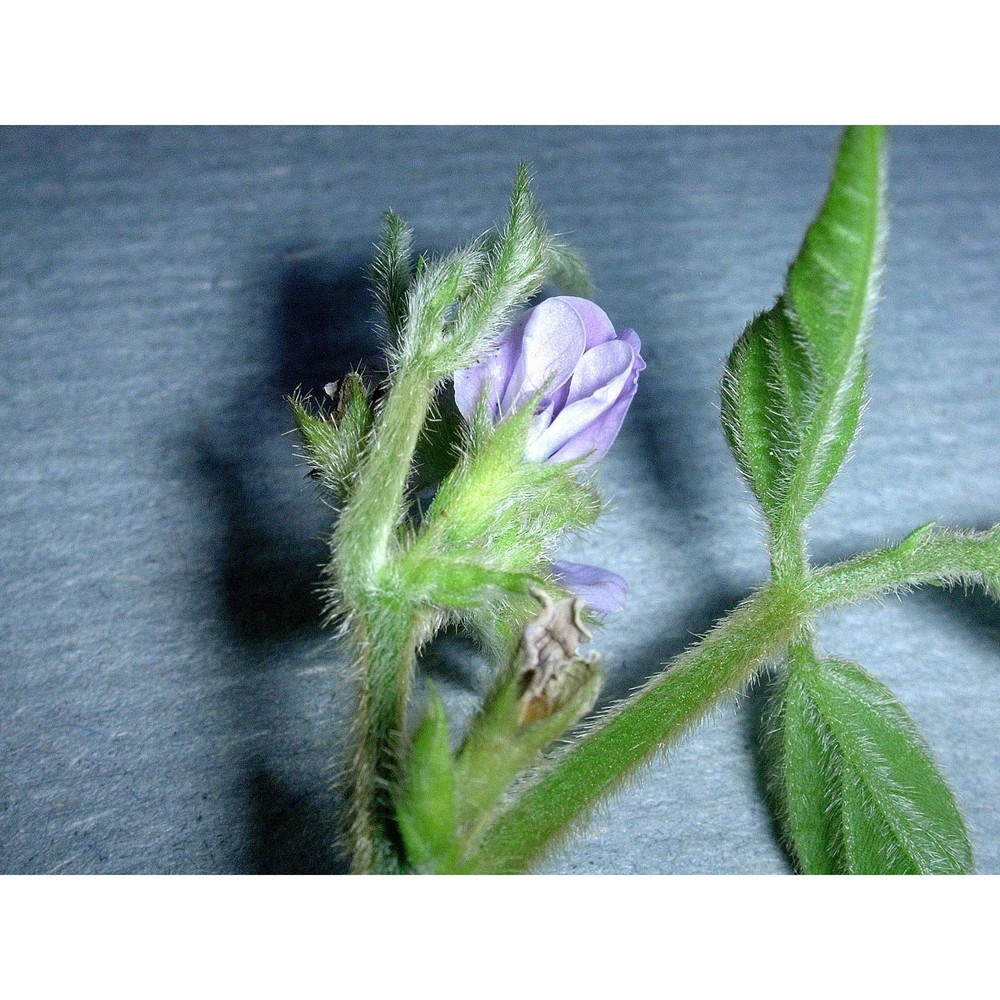 glycine max (l.) merr.