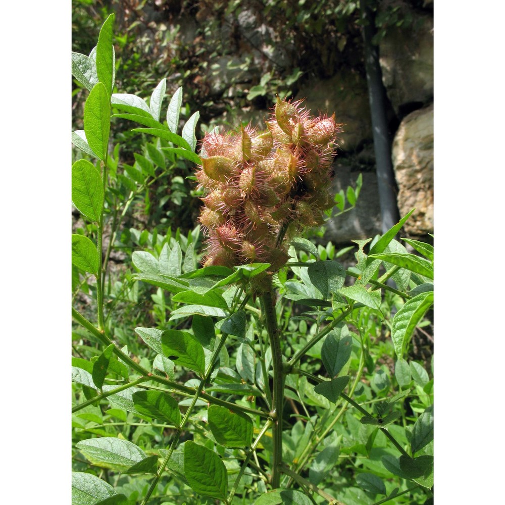 glycyrrhiza echinata l.